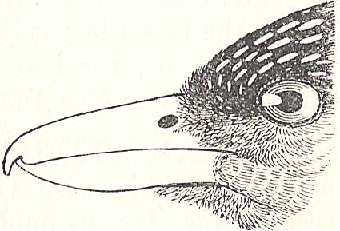 Picture of Ant Thrush