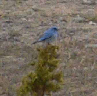 Picture of Mountain Bluebird