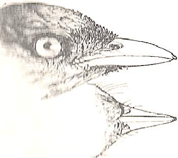 Bulbul Diagram