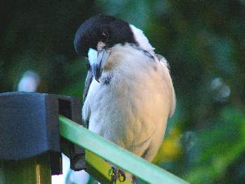 Butcher Bird