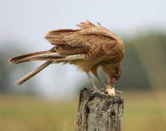 Picture of Chimango Caracara