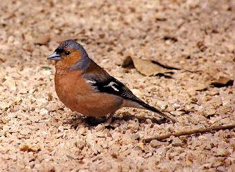 Picture of Chaffinch