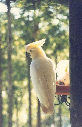 Picture of Wild Cockatoos