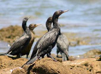 Picture of a group of Neotropic Cormorants