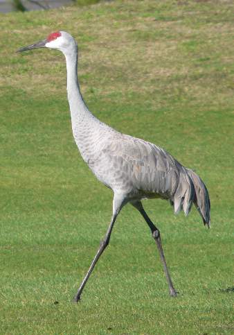 Picture of Sandhill Crane