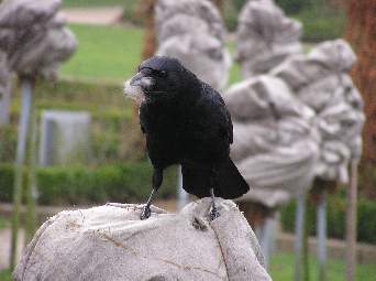 Picture of Crow with fluffy material