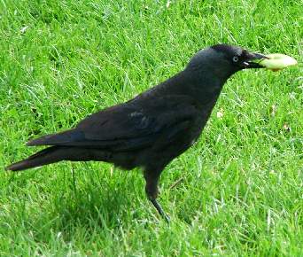 Picture of Crow with food