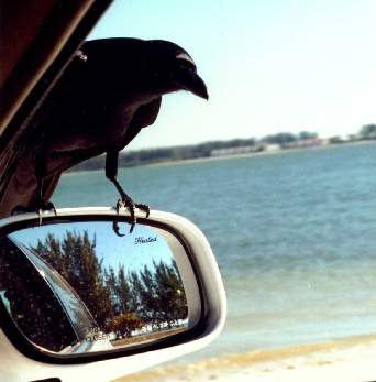 Picture of Crow on car wing mirror