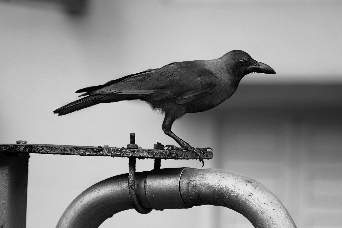 Photo of Crow