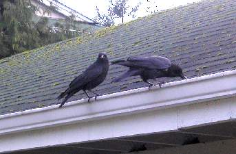 Picture of Crows on roof