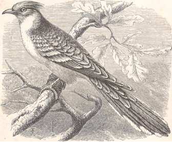 Great Spotted Cuckoo