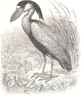Picture of Boatbill