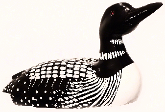 Picture of Common Loon or Great Northern Diver