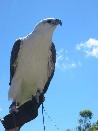 White Bellied Sea Eagle