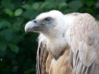 Griffon Vulture