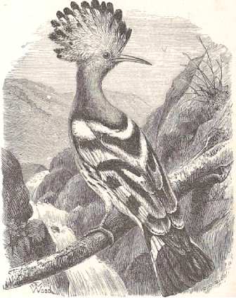 Hoopoe Perching