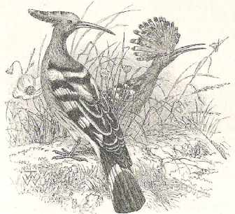 Hoopoes