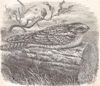 Nightjar or Night Hawk