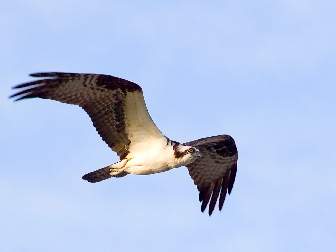 Osprey in Flight