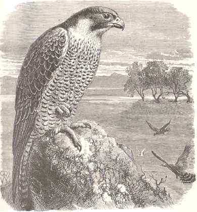 Peregrine Falcon