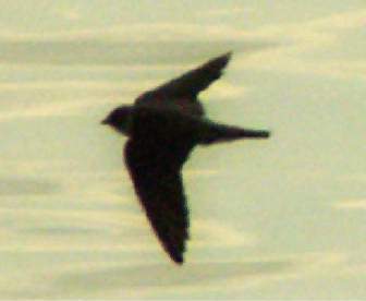 Swallow in Flight